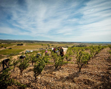 DOMAINE BODAU - ROUSSILLON 