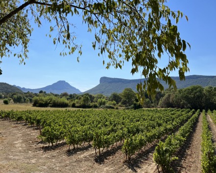 Ontdek Languedoc & Roussillon bij Wijnen Vansteenkiste 