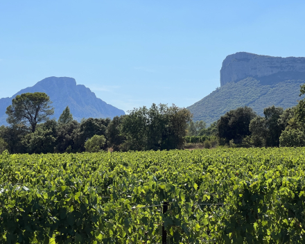 DOMAINE LES ROQUES  -  JEAN-MARC BOILLOT 