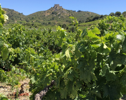 Nog geen idee waar op reis ? Ontdek Languedoc en Roussillon met Wijnen Vansteenkiste