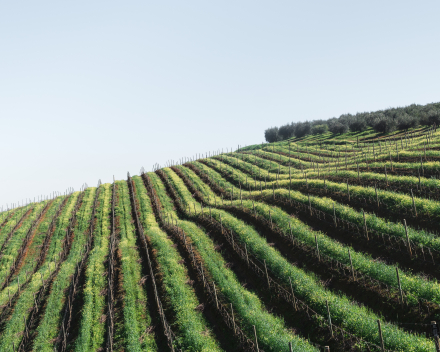 Domaine Claouset - Bordeaux Supèrieure 