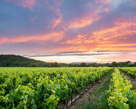 Domaine Coursac - Sommières 