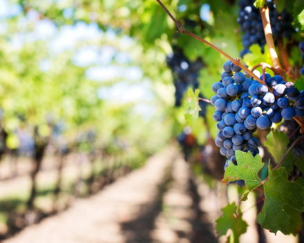 Nog geen idee waar op reis ? Ontdek Languedoc en Roussillon met Wijnen Vansteenkiste