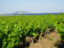 "Le Vin du Patron" ...chez Wijnen Vansteenkiste 